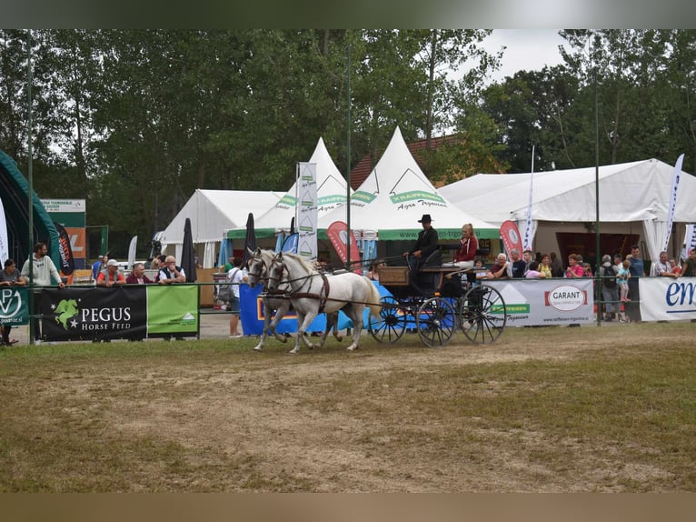 Koń lipicański Wałach 6 lat 145 cm Siwa in Ptuj