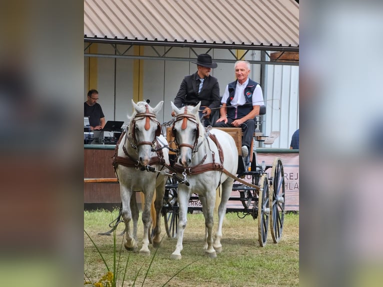 Koń lipicański Wałach 6 lat 145 cm Siwa in Ptuj