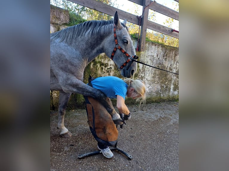 Koń lipicański Wałach 6 lat 149 cm Kasztanowatodereszowata in Bad Aussee