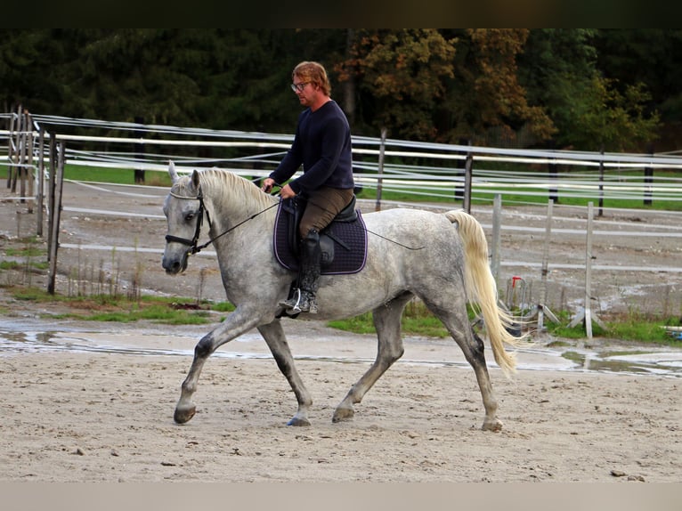 Koń lipicański Wałach 6 lat 162 cm Siwa in Radovljica