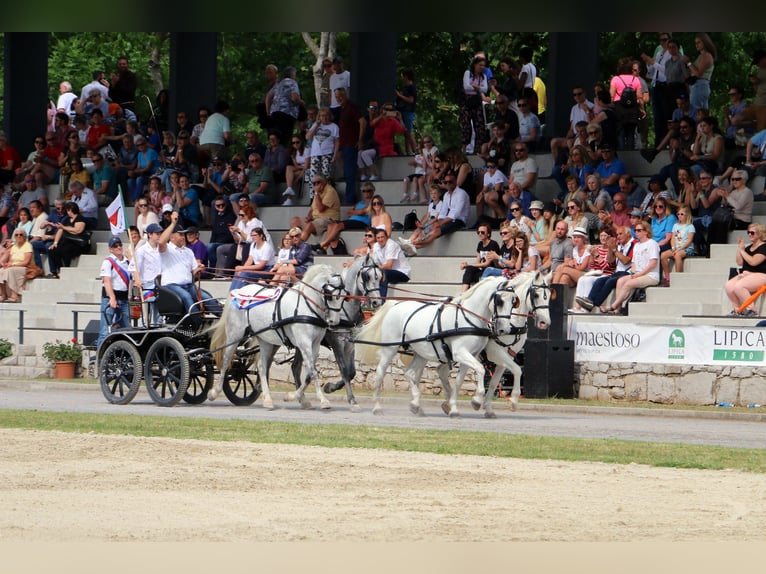 Koń lipicański Wałach 6 lat 162 cm Siwa in Radovljica