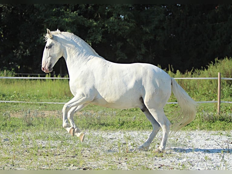 Koń lipicański Wałach 6 lat 163 cm Biała in LichendorfWeitersfeld an der Mur