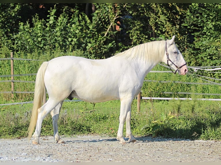 Koń lipicański Wałach 6 lat 163 cm Biała in LichendorfWeitersfeld an der Mur