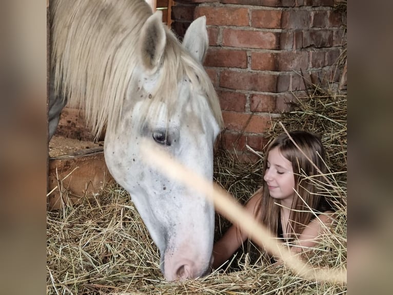 Koń lipicański Wałach 6 lat 163 cm Biała in LichendorfWeitersfeld an der Mur