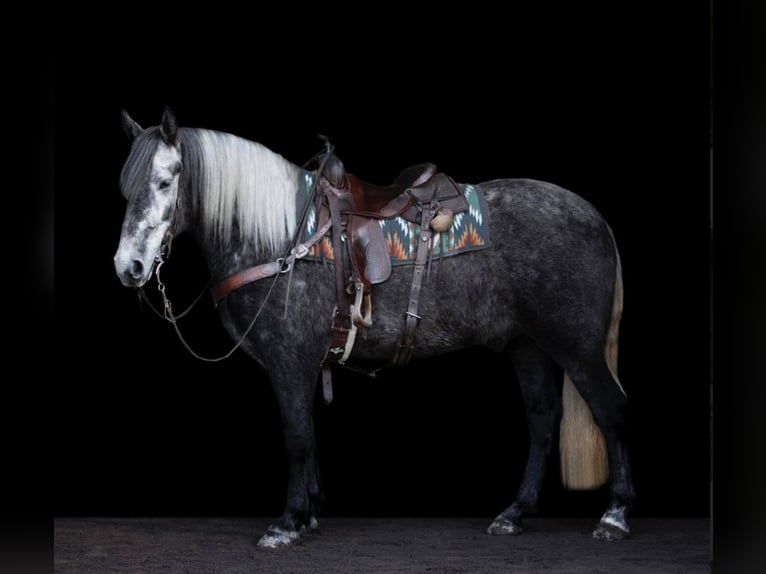 Koń lipicański Wałach 6 lat 163 cm Siwa jabłkowita in Buck Valley PA