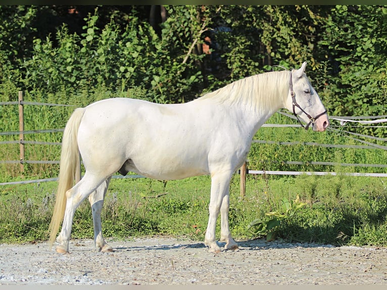 Koń lipicański Wałach 6 lat 163 cm Siwa in Weitersfeld an der Mur