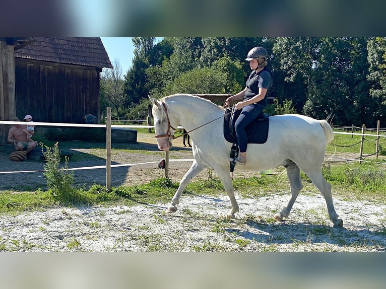 Koń lipicański Wałach 6 lat 163 cm Siwa in Weitersfeld an der Mur