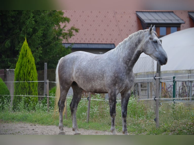 Koń lipicański Wałach 6 lat 163 cm Siwa in Ptuj