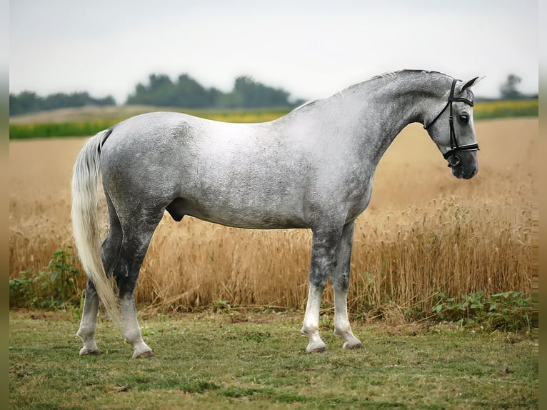 Koń lipicański Wałach 6 lat 168 cm Siwa in Cegléd