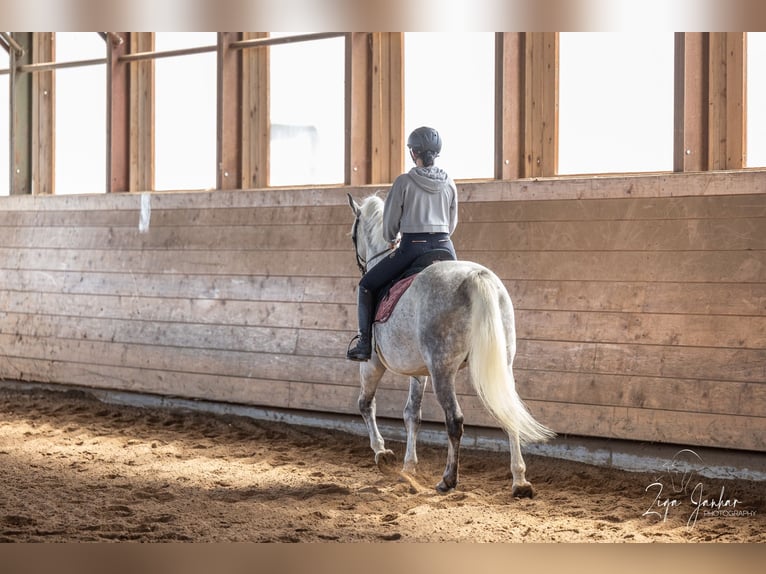 Koń lipicański Wałach 7 lat 156 cm Siwa in Ptuj