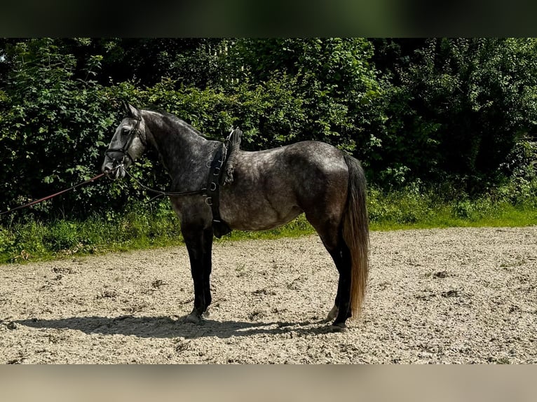 Koń lipicański Wałach 7 lat 159 cm Siwa jabłkowita in Schleiden