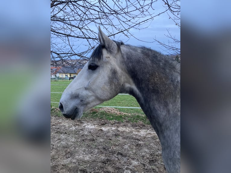 Koń lipicański Wałach 8 lat 156 cm Siwa jabłkowita in Karlsruhe