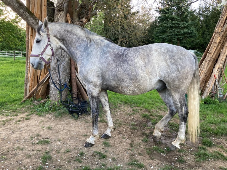 Koń lipicański Wałach 8 lat 156 cm Siwa jabłkowita in Karlsruhe