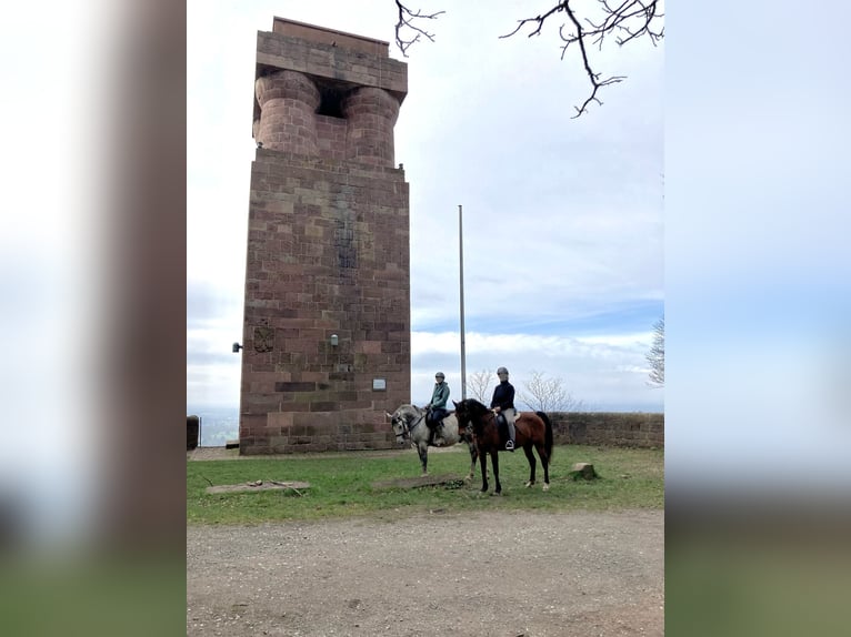 Koń lipicański Wałach 8 lat 156 cm Siwa jabłkowita in Karlsruhe