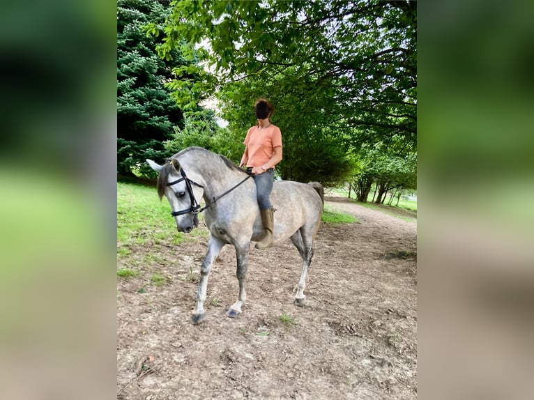 Koń lipicański Wałach 8 lat 156 cm Siwa jabłkowita in Karlsruhe