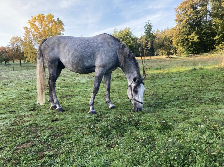 Koń lipicański Wałach 8 lat 156 cm Siwa jabłkowita in Karlsruhe