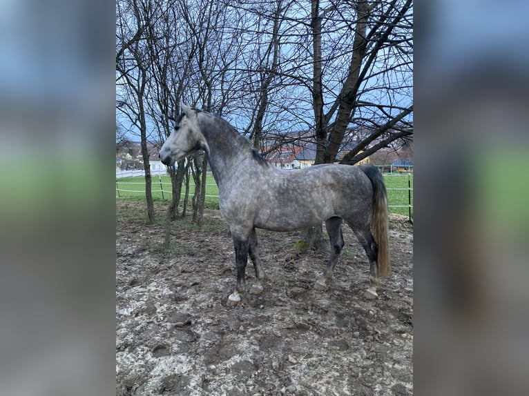 Koń lipicański Wałach 8 lat 158 cm Siwa jabłkowita in Karlsruhe