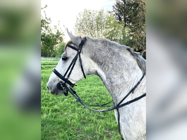 Koń lipicański Wałach 8 lat 158 cm Siwa jabłkowita in Karlsruhe