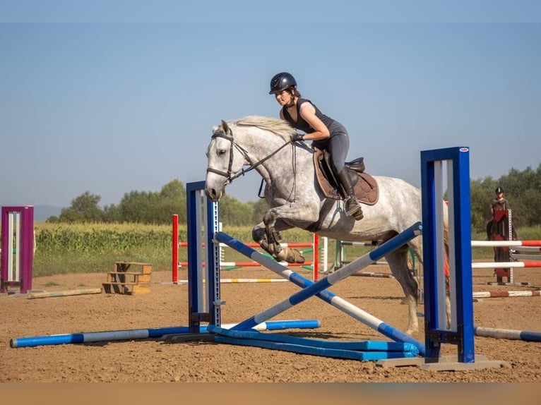 Koń lipicański Wałach 8 lat 158 cm Siwa in Târgu Secuiesc