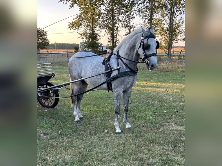 Koń lipicański Wałach 8 lat 158 cm Siwa in Târgu Secuiesc