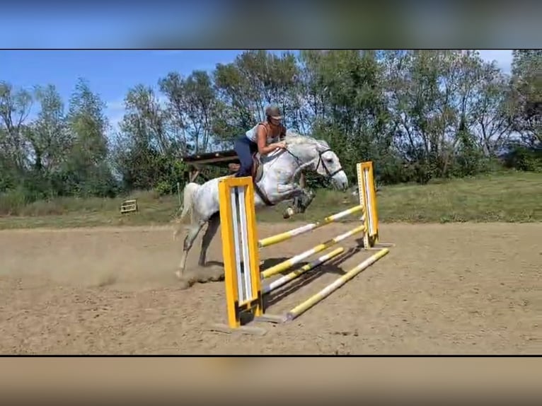 Koń lipicański Wałach 8 lat 159 cm Siwa in Târgu Secuiesc