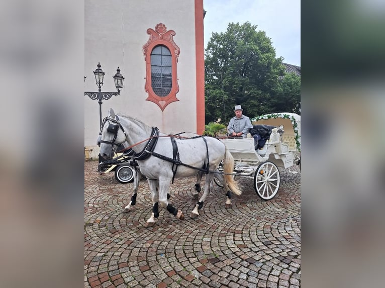 Koń lipicański Wałach 8 lat 161 cm Siwa in Balingen