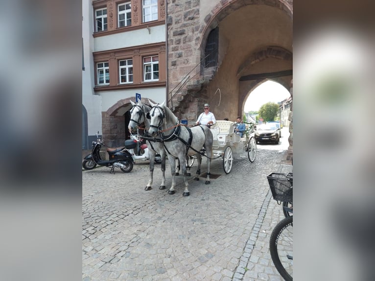 Koń lipicański Wałach 8 lat 161 cm Siwa in Balingen