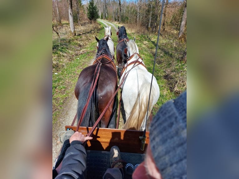 Koń lipicański Wałach 8 lat 161 cm Siwa in Balingen