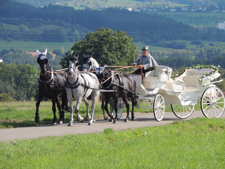 Koń lipicański Wałach 8 lat 161 cm Siwa in Balingen