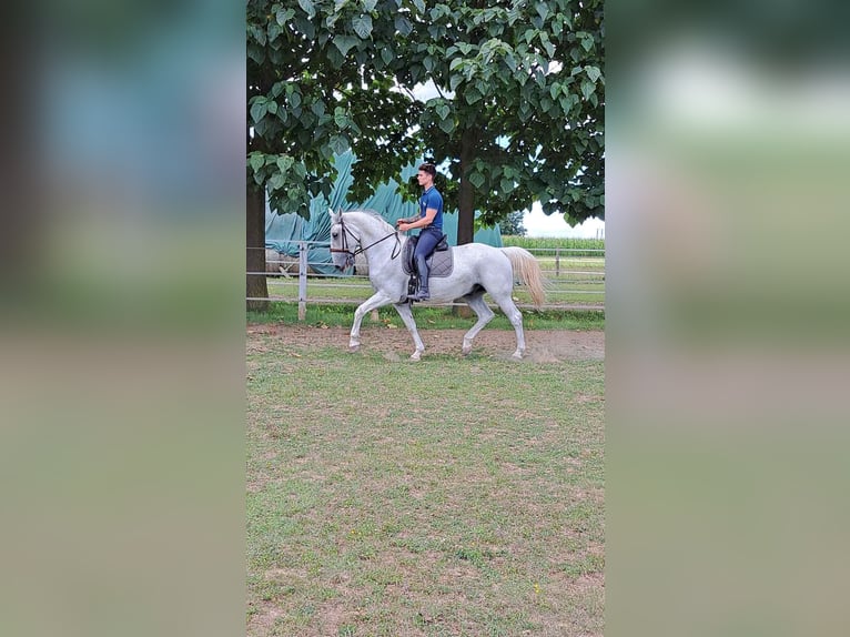 Koń lipicański Wałach 8 lat 170 cm Siwa in Taszár