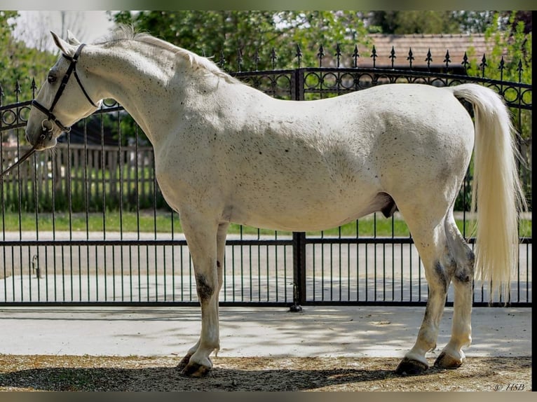 Koń lipicański Wałach 8 lat 170 cm Siwa in Taszár