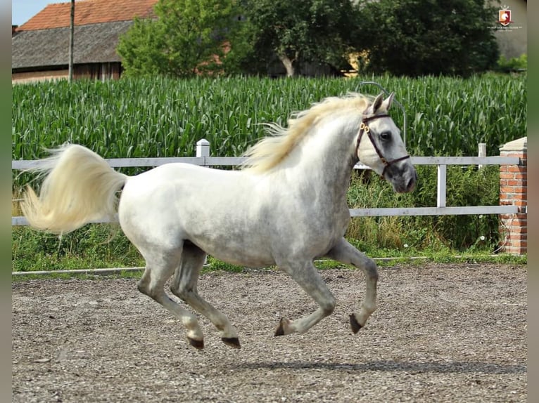 Koń lipicański Wałach 9 lat 160 cm Srokata in Trnovska vas