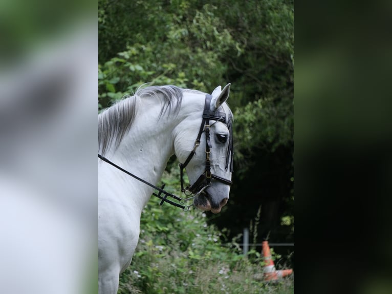 Koń lipicański Wałach 9 lat 165 cm Siwa in Rosendahl