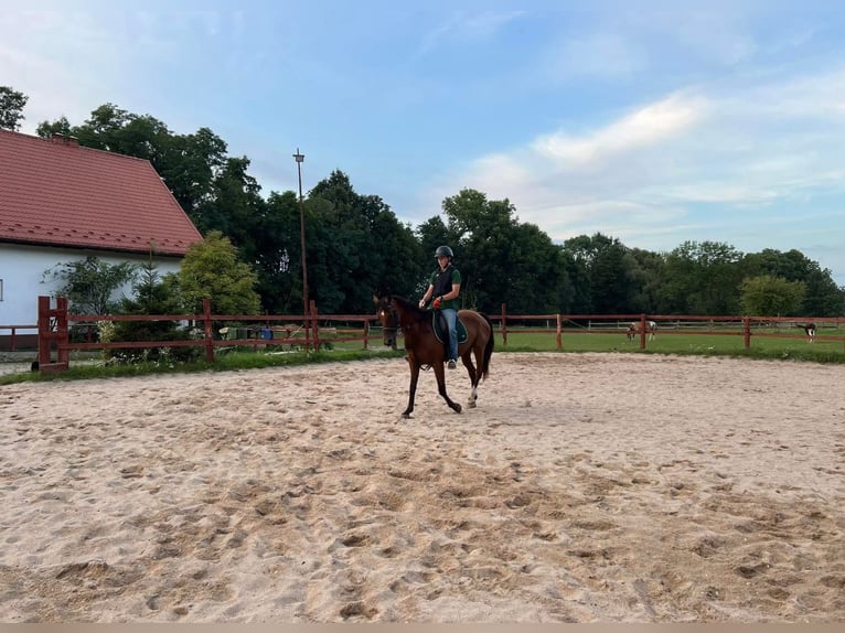 Koń małopolski Mix Klacz 12 lat 160 cm Gniada in Szczepanów