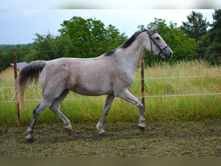 Koń małopolski Klacz 13 lat 165 cm Siwa in Rożniatów