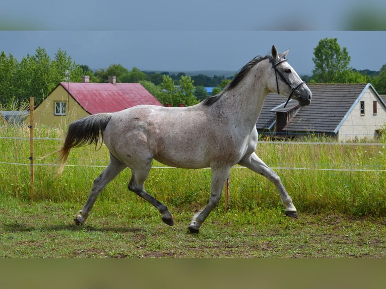 Koń małopolski Klacz 13 lat 165 cm Siwa in Rożniatów