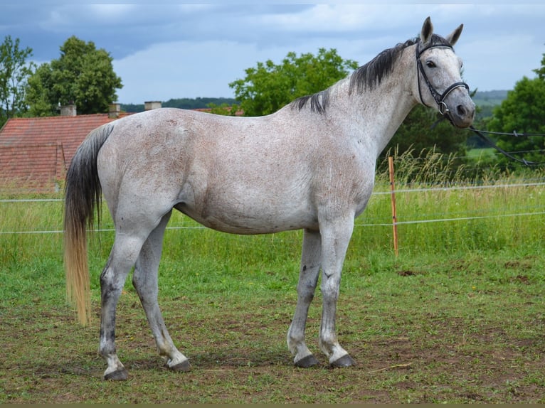 Koń małopolski Klacz 13 lat 165 cm Siwa in Rożniatów