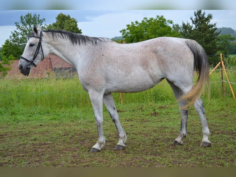 Koń małopolski Klacz 13 lat 165 cm Siwa in Rożniatów