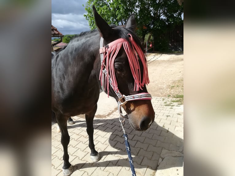 Koń małopolski Klacz 22 lat 164 cm Ciemnogniada in Neidlingen