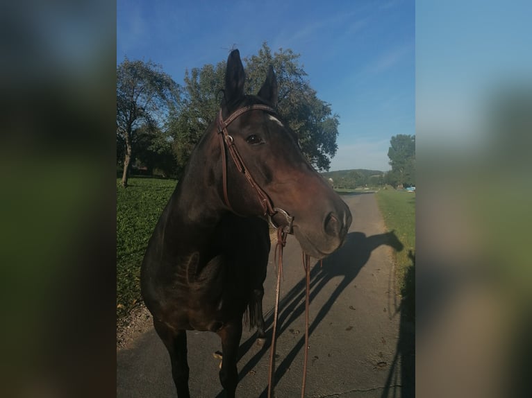 Koń małopolski Klacz 22 lat 164 cm Ciemnogniada in Neidlingen