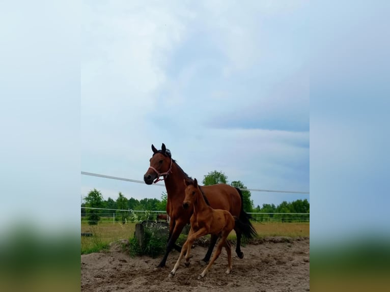 Koń małopolski Klacz 2 lat 170 cm Gniada in Izabela