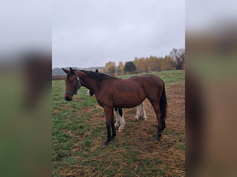 Koń małopolski Klacz 2 lat 170 cm Gniada in Izabela