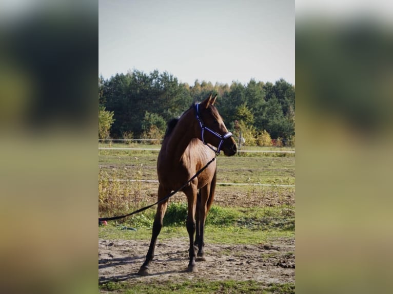 Koń małopolski Klacz 2 lat 170 cm Gniada in Izabela