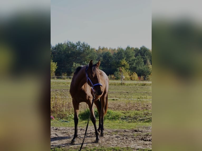 Koń małopolski Klacz 2 lat 170 cm Gniada in Izabela