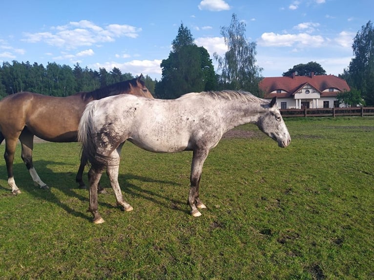 Koń małopolski Klacz 4 lat 164 cm Tarantowata in Ostrzeszów