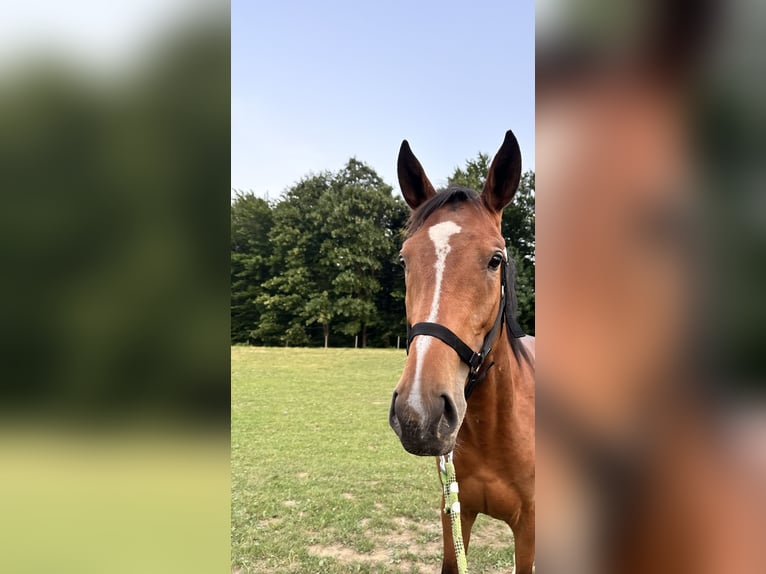 Koń małopolski Ogier 2 lat 163 cm Gniada in Iwonicz-Zdrój