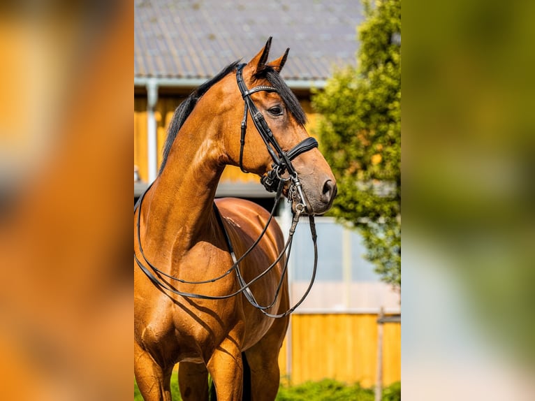 Koń małopolski Wałach 12 lat 170 cm Gniada in Łódź