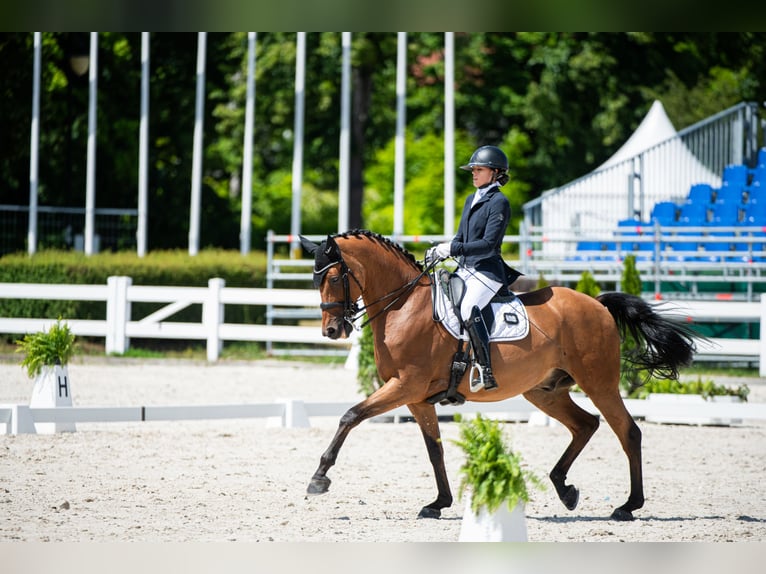 Koń małopolski Wałach 12 lat 170 cm Gniada in Łódź