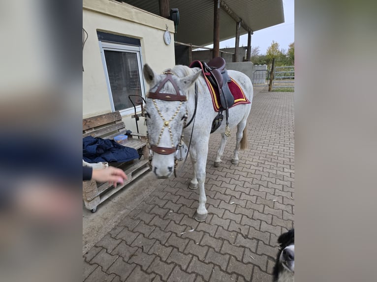 Koń małopolski Wałach 16 lat 155 cm Siwa w hreczce in Hattenhofen