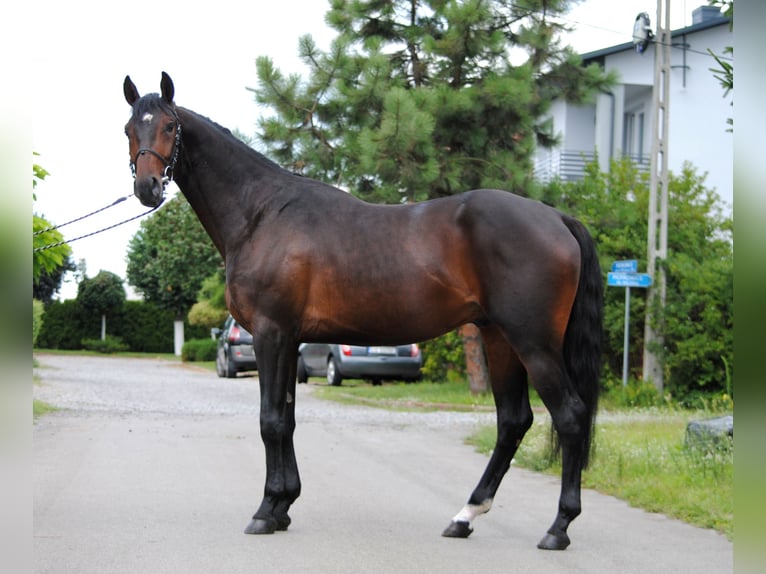 Koń małopolski Wałach 3 lat 160 cm Ciemnogniada in Strzyżewice